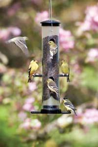 Goldfinches on an EcoClean&reg; Finch Feeder