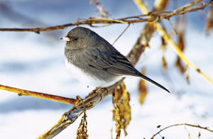 junco