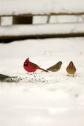 Birds in Snow 4 JRC