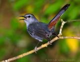catbird 2