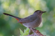 catbird 6