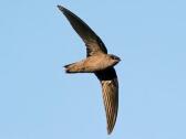 chimney-swifts 1