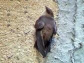 chimney-swifts 3
