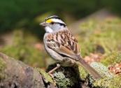 White-throatedSparrow